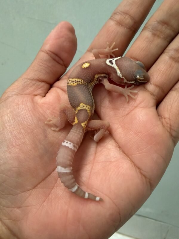 IMG_5484 jual gecko bell albino black night cross incub jantan baby murah