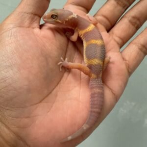 IMG_5488 jual gecko tangerine chocolate incub jantan baby