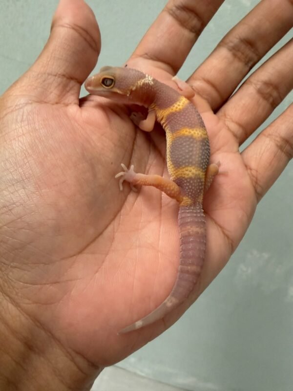 IMG_5488 jual gecko tangerine chocolate incub jantan baby