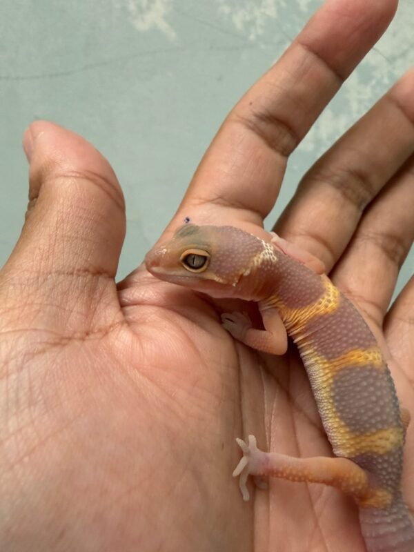 IMG_5489 Tangerine Chocolate - incub Jantan - R262125