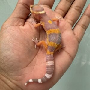 jual gecko giant tangerine albino incub jantan baby