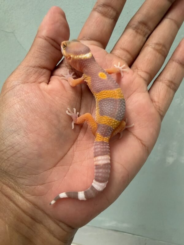 IMG_5491 jual gecko giant tangerine albino incub jantan baby