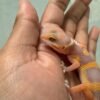 IMG_5492 Giant Tangerine Albino - incub Jantan - R262312