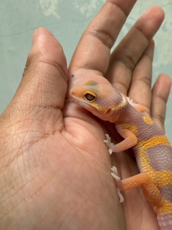 IMG_5492 Giant Tangerine Albino - incub Jantan - R262312