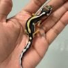 IMG_5496 jual gecko bold stripe incub jantan baby bahan kontes