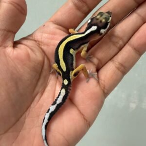 jual gecko bold stripe incub jantan baby bahan kontes