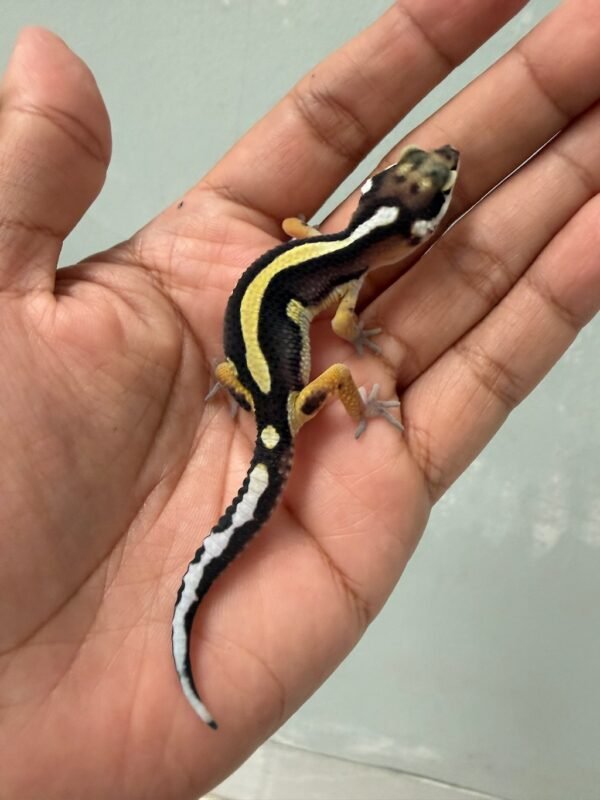 IMG_5496 jual gecko bold stripe incub jantan baby bahan kontes