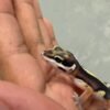IMG_5497 Bold Stripe ph Tremper - incub Jantan - R262444 - BAHAN KONTES