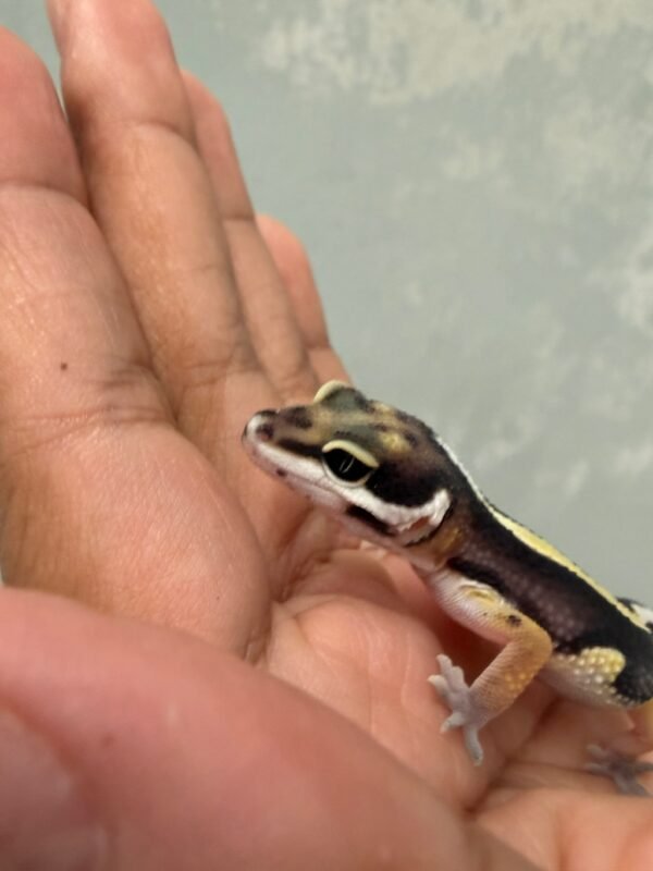 IMG_5497 Bold Stripe ph Tremper - incub Jantan - R262444 - BAHAN KONTES