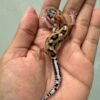 IMG_5499 jual gecko mack snow aberrant het tremper incub betina baby