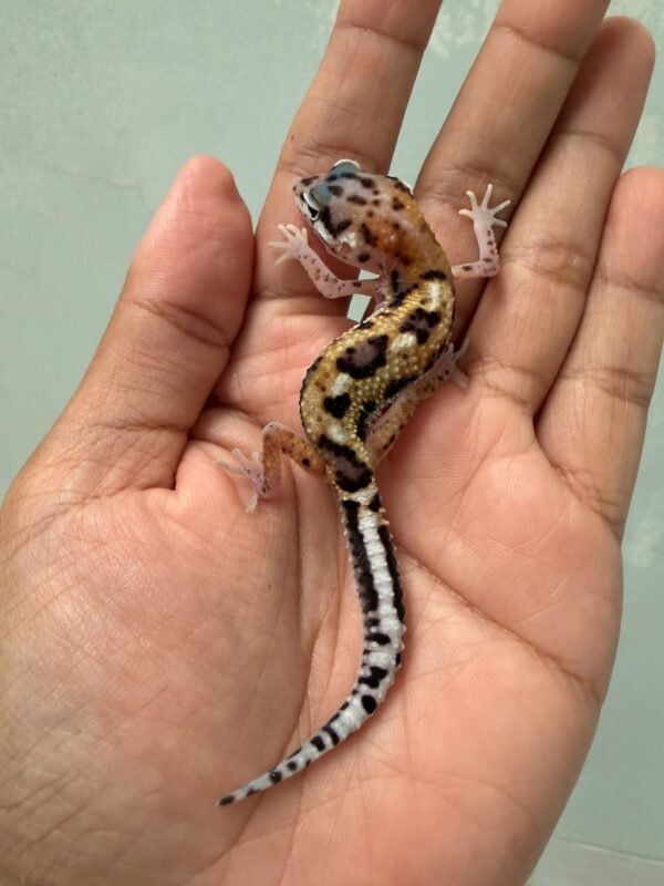IMG_5499 jual gecko mack snow aberrant het tremper incub betina baby