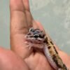 IMG_5500 Mack Snow Aberrant het Tremper - incub Betina - R262210 - RARE