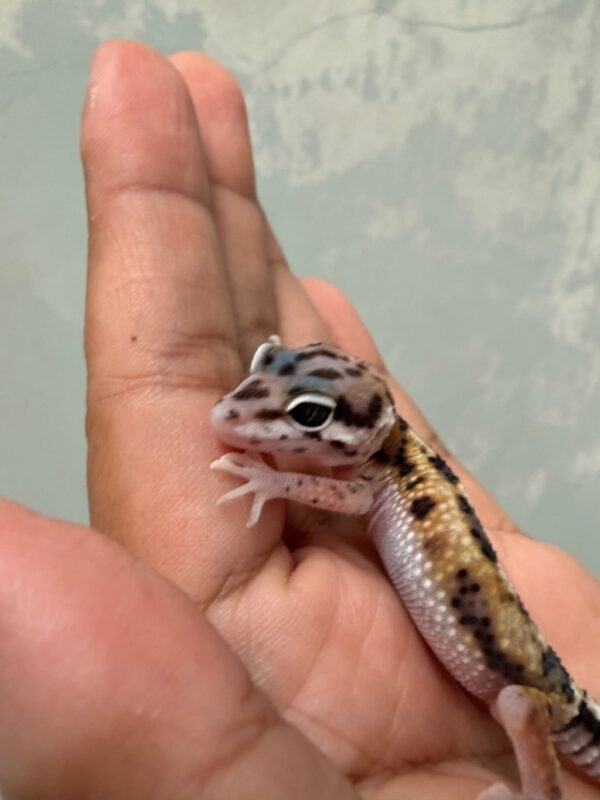 IMG_5500 Mack Snow Aberrant het Tremper - incub Betina - R262210 - RARE