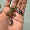 IMG_5505 jual gecko black night murphy's patternless incub betina baby