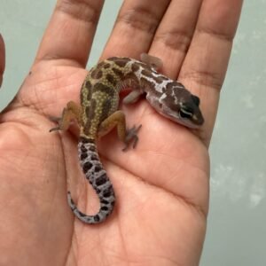 jual gecko black night murphy's patternless incub betina baby