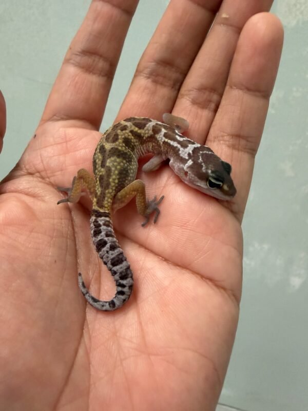 IMG_5505 jual gecko black night murphy's patternless incub betina baby
