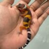 IMG_5508 jual gecko hypo tangerine black night cross incub betina baby