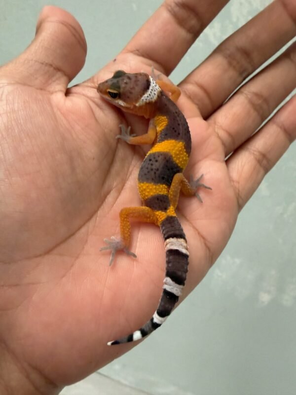 IMG_5508 jual gecko hypo tangerine black night cross incub betina baby