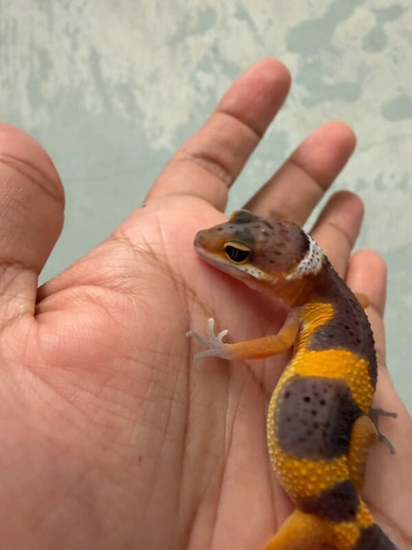 IMG_5509 Hypo Tangerine Black Night Cross - incub Betina - R262413