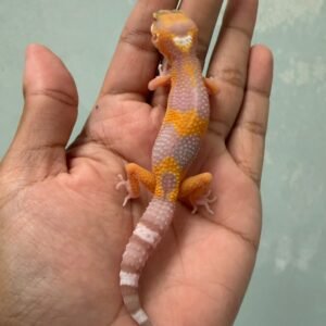 IMG_5511 jual gecko tremper emerine cross betina juvenile remaja