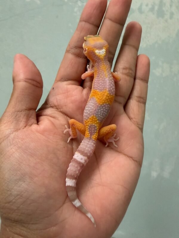 IMG_5511 jual gecko tremper emerine cross betina juvenile remaja