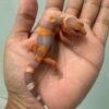 IMG_5514 jual gecko tangerine albino black night cross incub betina baby