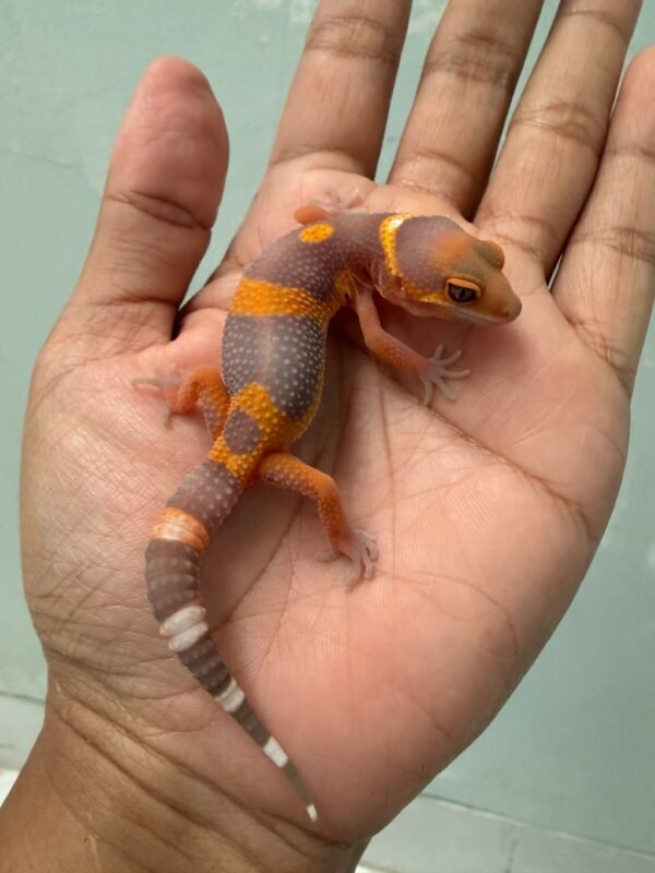 IMG_5514 jual gecko tangerine albino black night cross incub betina baby