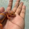 IMG_5515 Tangerine Albino Black Night Cross - Betina - R262098 - NICE COLOR