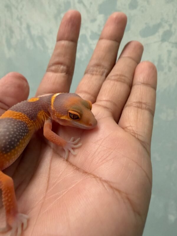 IMG_5515 Tangerine Albino Black Night Cross - Betina - R262098 - NICE COLOR