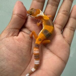 IMG_5517 jual gecko shtctb tomato line incub betina baby