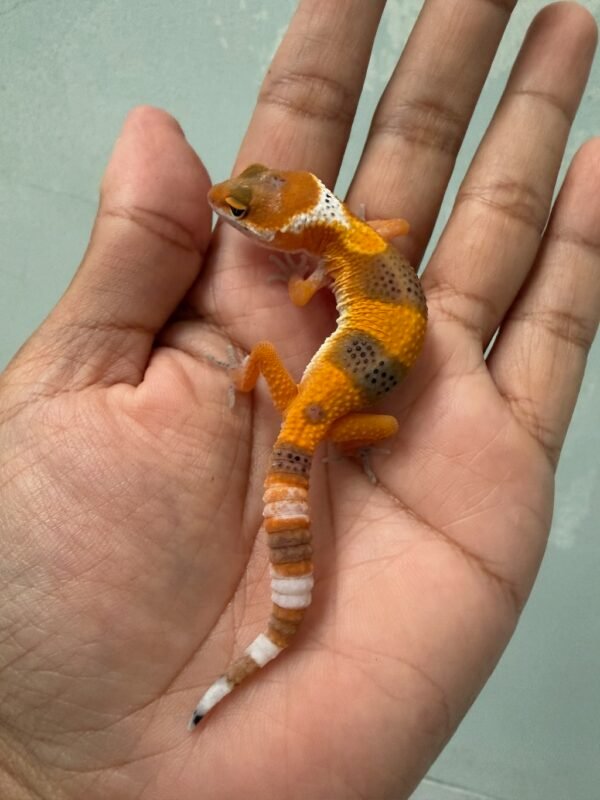 IMG_5517 jual gecko shtctb tomato line incub betina baby