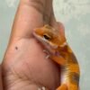 IMG_5518 SHTCTB Tomato Line ph Tremper - incub Betina - R262255