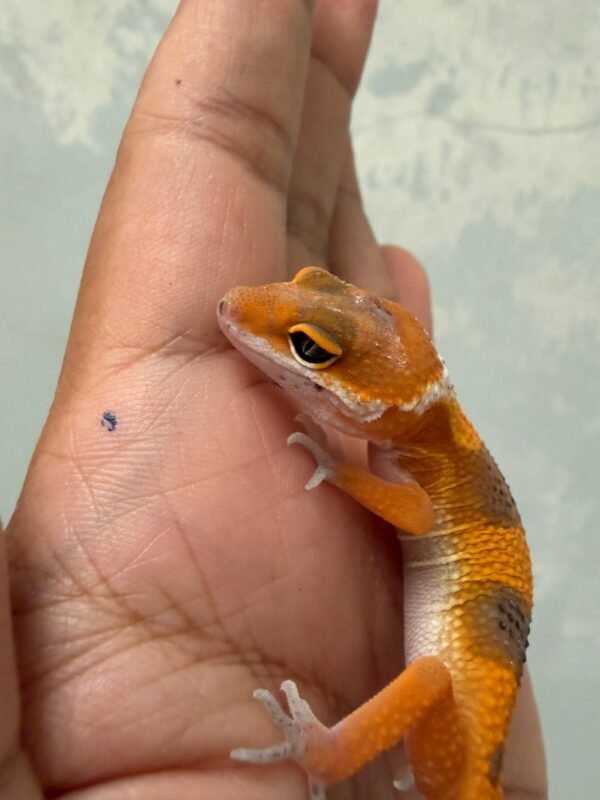 IMG_5518 SHTCTB Tomato Line ph Tremper - incub Betina - R262255