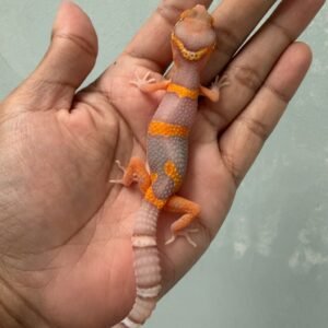 IMG_5520 jual gecko bell lavender black night cross betina nice color