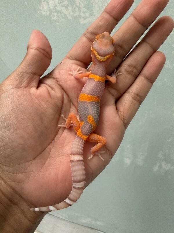IMG_5520 jual gecko bell lavender black night cross betina nice color