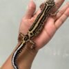 IMG_5522 jual gecko tangerine bold stripe betina bahan bagus