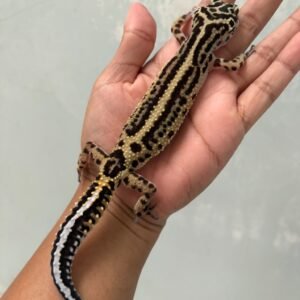 IMG_5522 jual gecko tangerine bold stripe betina bahan bagus
