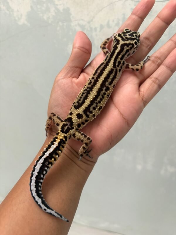 IMG_5522 jual gecko tangerine bold stripe betina bahan bagus
