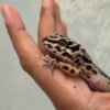IMG_5523 Tangerine Bold Stripe ph Tremper - Betina - B260173 - BAHAN BAGUS