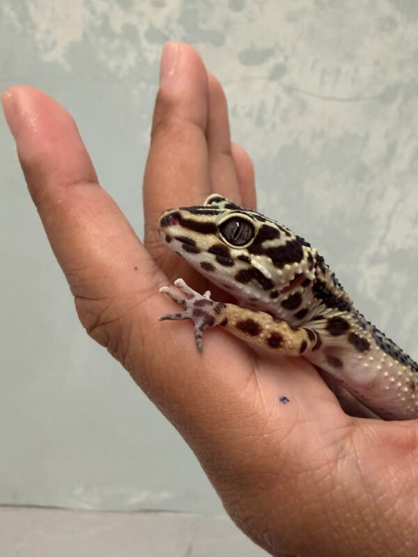 IMG_5523 Tangerine Bold Stripe ph Tremper - Betina - B260173 - BAHAN BAGUS