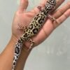 IMG_5525 jual gecko tug snow bold jungle betina indukan murah