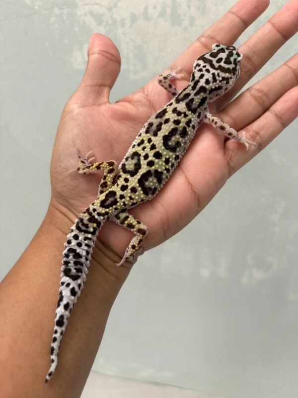 IMG_5525 jual gecko tug snow bold jungle betina indukan murah