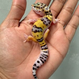 jual gecko white and yellow poss snow het raptor jantan remaja juvenile