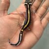 IMG_5580 jual gecko tangerine bold stripe incub jantan baby