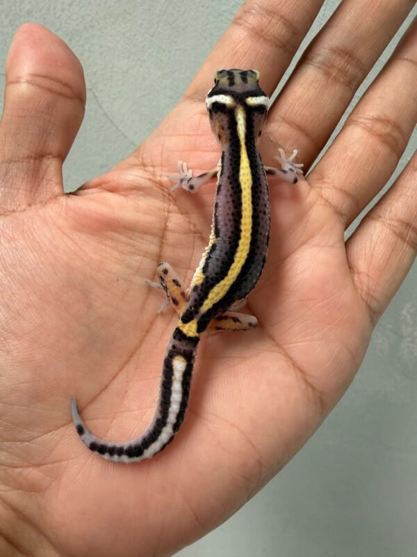 IMG_5580 jual gecko tangerine bold stripe incub jantan baby