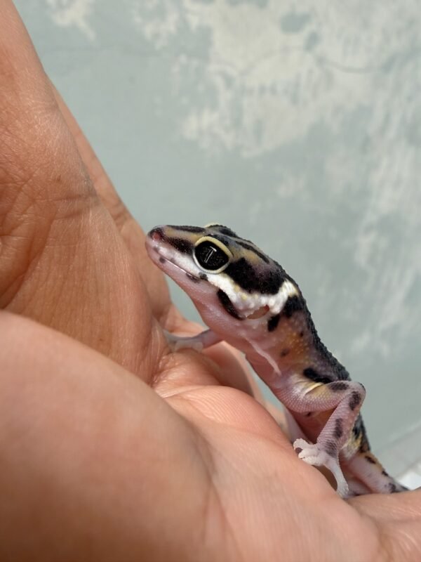 IMG_5581 Tangerine Bold Stripe het Tremper - incub Jantan - R262169