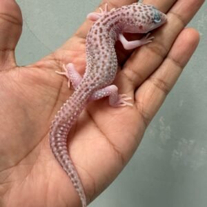 jual gecko super raptor het ember jantan
