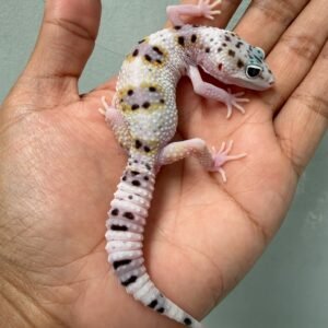 jual gecko white and yellow mack snow ph rainwater jantan
