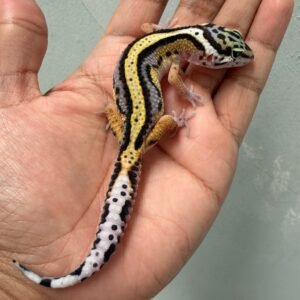 jual gecko tangerine bold stripe het tremper tembus