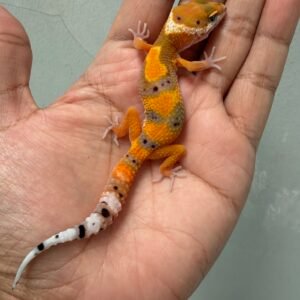 IMG_5593 jual gecko emerine ph tremper incub betina baby